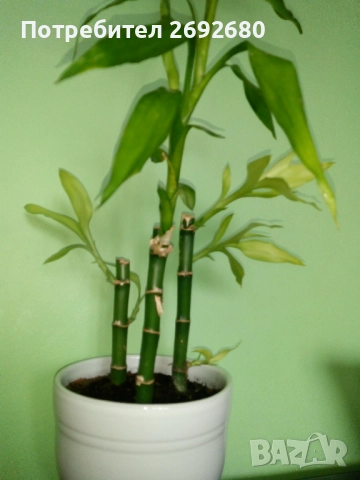 Традесканция рео, кротон,христов венец и други цветя/бамбук/цени в описанието , снимка 16 - Стайни растения - 50184776