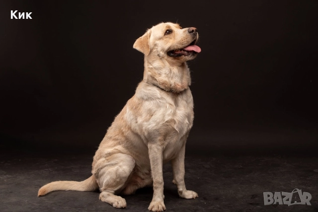 Чистокръвен Лабрадор Ретривър , снимка 10 - Лабрадор ретривър - 52497731