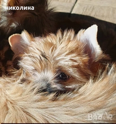 Продавам Йоркширски териер-златен, снимка 5 - Йоркширски териер - 53179258