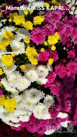 Кошници трицветна хризантема, снимка 8 - Градински цветя и растения - 52344319