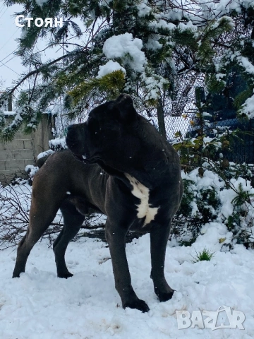 Кане корсо за разплод 