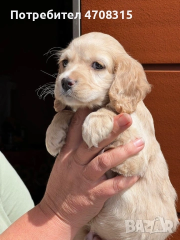 Кокер шпаньол момченце 