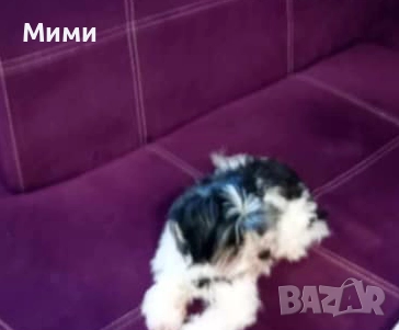 Бивер йорки