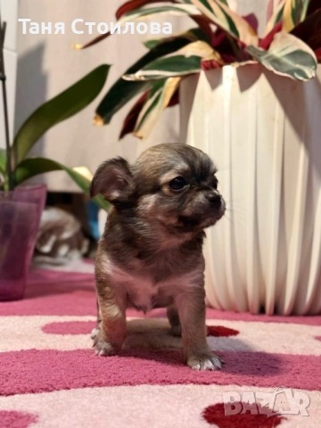 Продавам чихуахуа момиченце, снимка 2 - Чихуахуа - 52586129