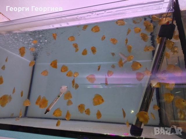 Дискуси, снимка 7 - Рибки - 51439805