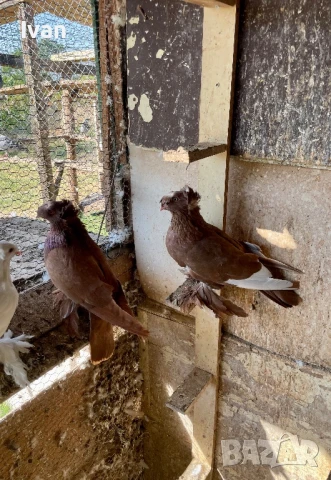 Демкежи, снимка 4 - Гълъби - 47308089