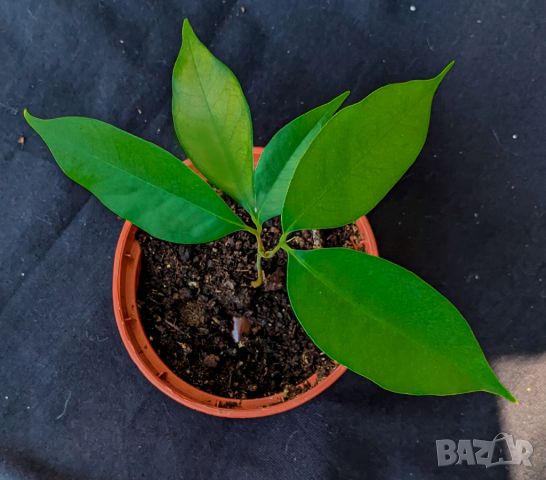 ЛИЧИ - малки дръвчета фиданки - Litchi Mauritius - екзотичен плод - витаминозна бомба, снимка 4 - Разсади - 46255423