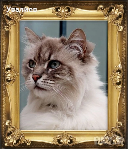 Магнитни стикери и самозалепващи, снимка 2 - Други ценни предмети - 16952554