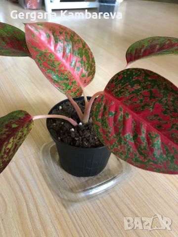 Aglaonema Sap Mongkol , снимка 1 - Стайни растения - 46318523