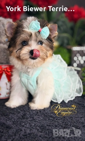 Йоркширски Териер! Принцеса с сини очи! Родословие, доставка 