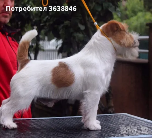 Джак ръсел твърдокосмест, снимка 5 - Джак ръсел териер - 50378311