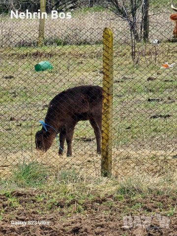 ?, снимка 7 - Други животни - 53912482