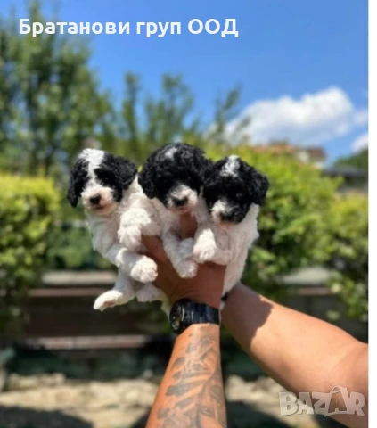 Той Пудели парти разцветка с родословие 