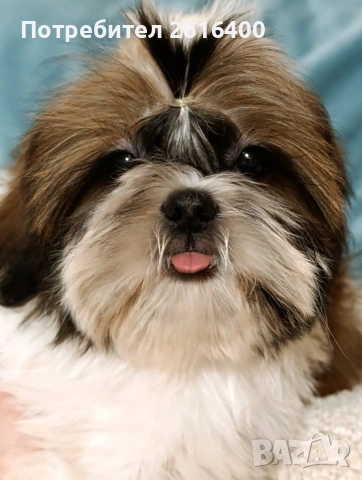 момче и момиче Ши Тцу