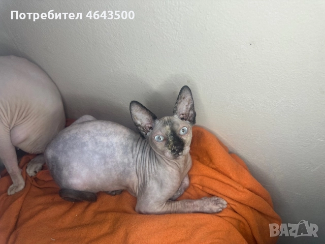 Канадски сфинкс женски на 5 месеца