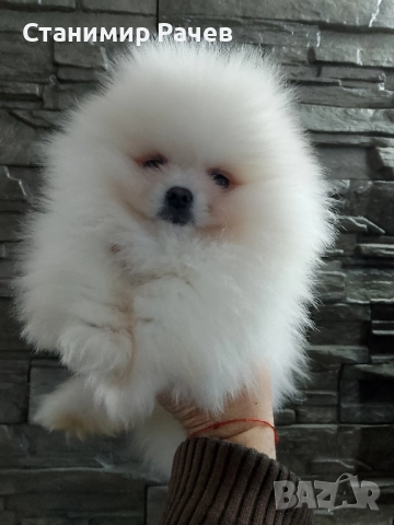 померан померани , снимка 2 - Померан - 52978097