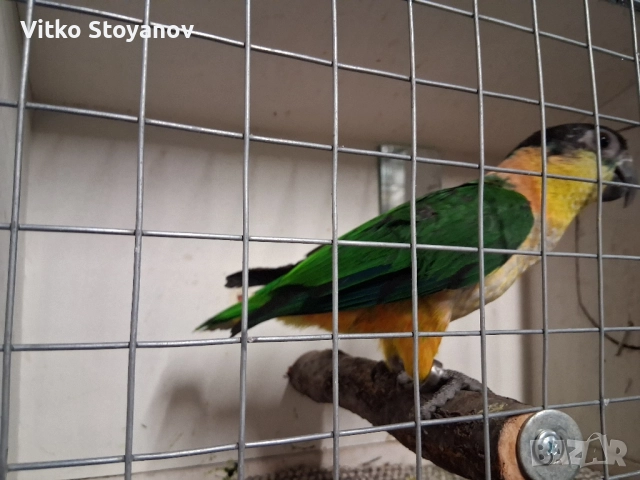 Чернотеменен Амазонек-Кайка, снимка 3 - Папагали - 52551964