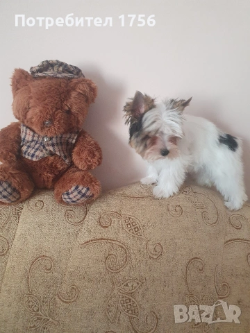 Йоркширски териер, Бивер момиче.