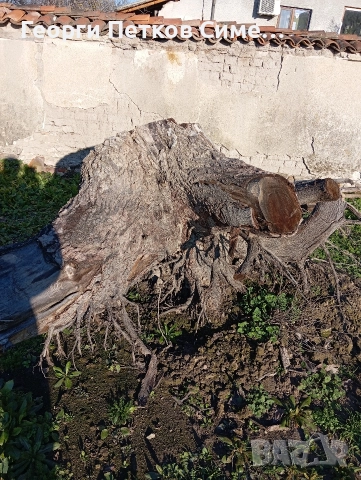 Подарявам голям корен от орех, снимка 2 - Декорация за дома - 52924429