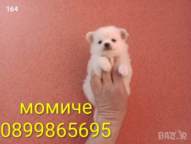 Мини Шпиц - Померан. Мъжки и женски кученца. Снимки от 08.03.26 г. 