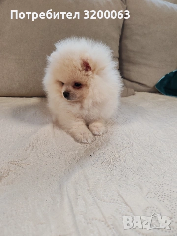 Померан мини мъжки , снимка 11 - Померан - 53726000
