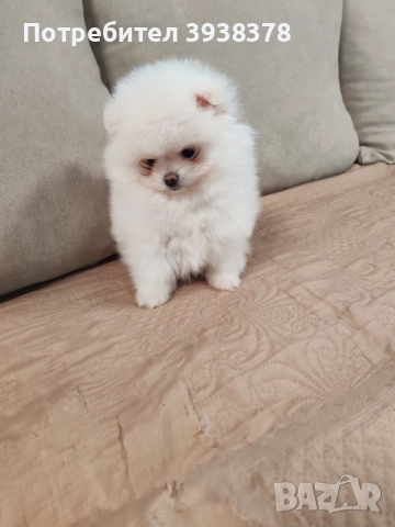 Mini pomeran, снимка 3 - Померан - 52636480