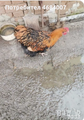 Продавам златно кантирани петли 