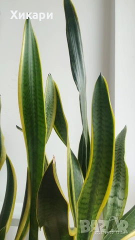 Сансевиера / Sansevieria trifasciata  , снимка 7 - Стайни растения - 50819879