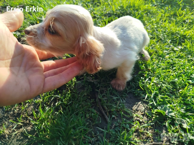 кокер шпаньол , снимка 8 - Кокер шпаньол - 52793522