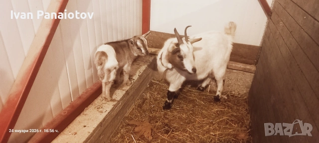 продавам холандски мини козички, снимка 5 - Кози - 53451781