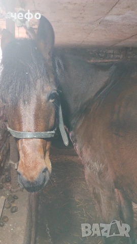 животни кон