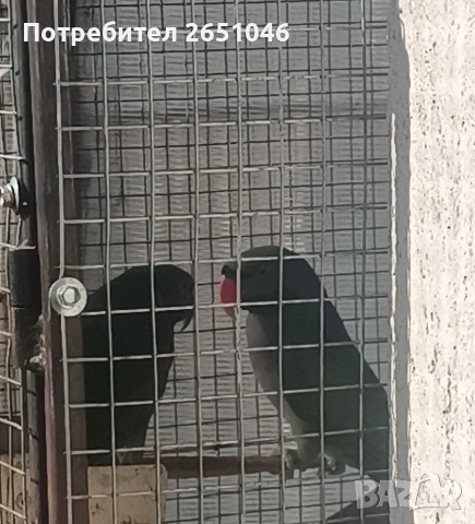 Китайски Александри