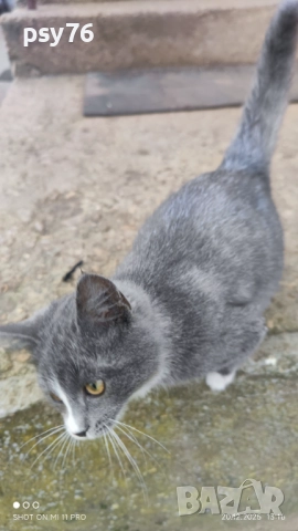 Сиво малко котенце си търси дом, снимка 5 - Други - 52860061