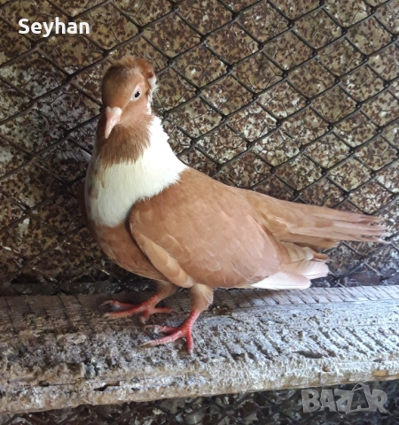 Чирпански гълъби , снимка 2 - Гълъби - 53582148