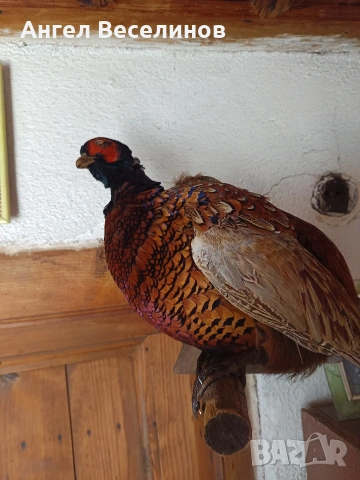 препариран фазан 