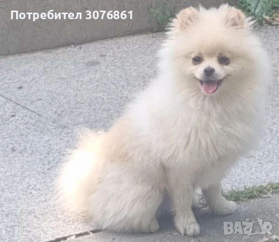 Померан , снимка 1