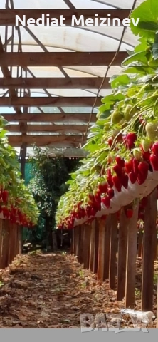 Разсад ягоди сорт Азия, снимка 2 - Разсади - 52894075