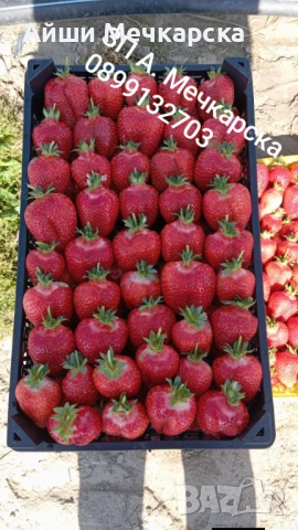 Продавам разсад ягоди сорт Алба.