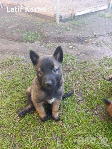 Чистокръвни малки белгийски овчарки Малинуа малионис