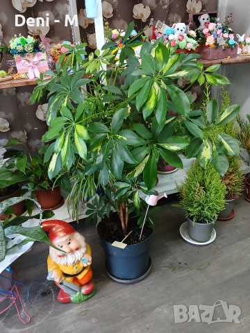 Шефлера 95см.