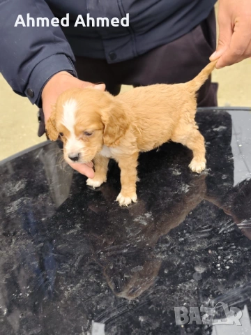 Кокер шпаньол , снимка 3 - Кокер шпаньол - 54116124