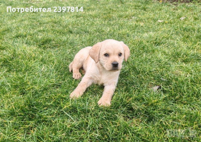 Лабрадор - женско , снимка 12 - Лабрадор ретривър - 53409226