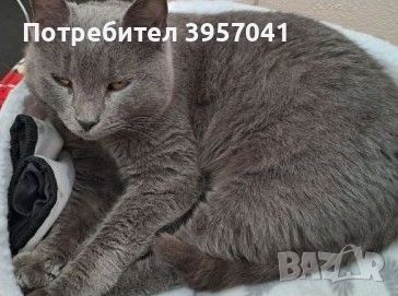 Сини руски , снимка 4 - Руска синя котка - 45682730