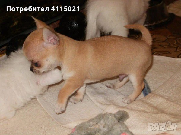 Мини чихуахуа, снимка 14 - Чихуахуа - 45990587