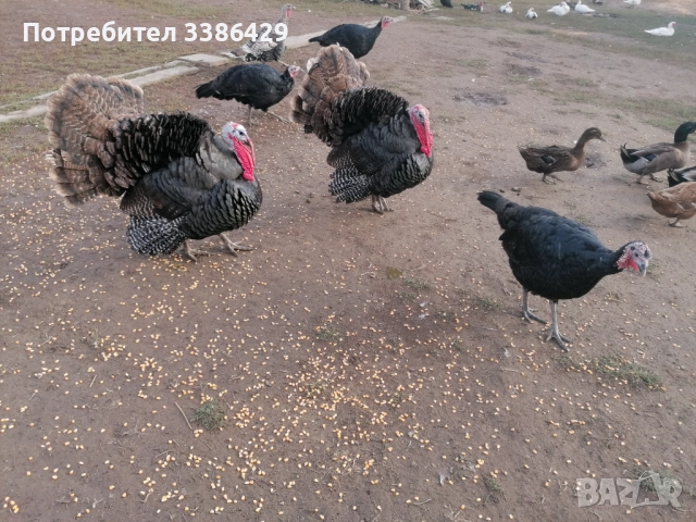 Пуйки, неми патици,  токачки, снимка 11 - Патици и гъски - 48423171