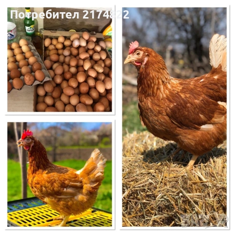 Кокошки носачки за яйца порода ломан Браун 