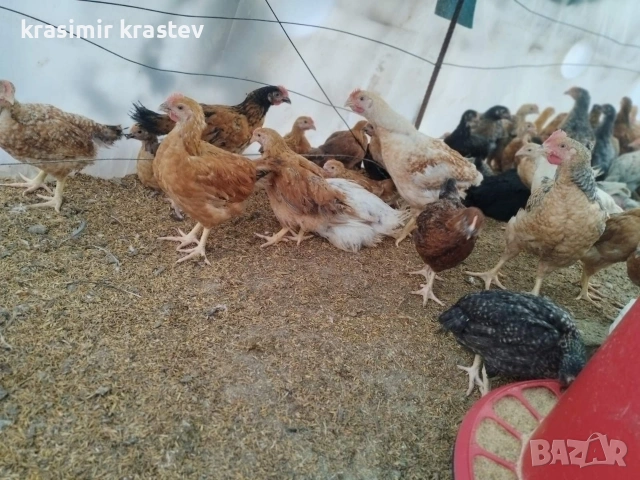 Пиленца, пилета, снимка 6 - Кокошки и пуйки - 53345076