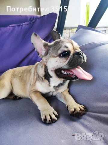 френски булдог , снимка 1