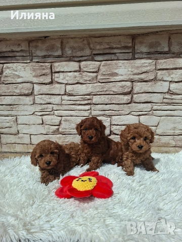 Момиченца пудел той 