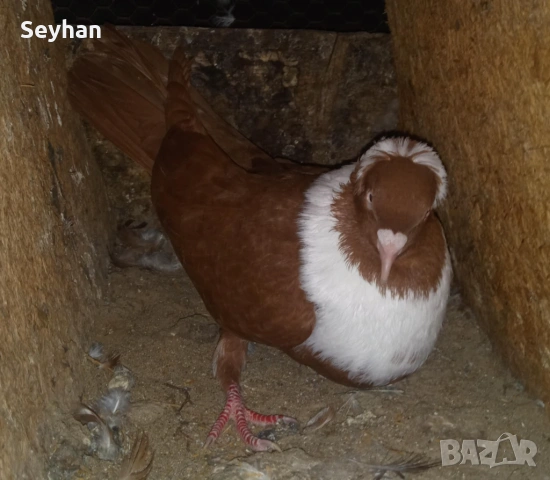 Чирпански гълъби 